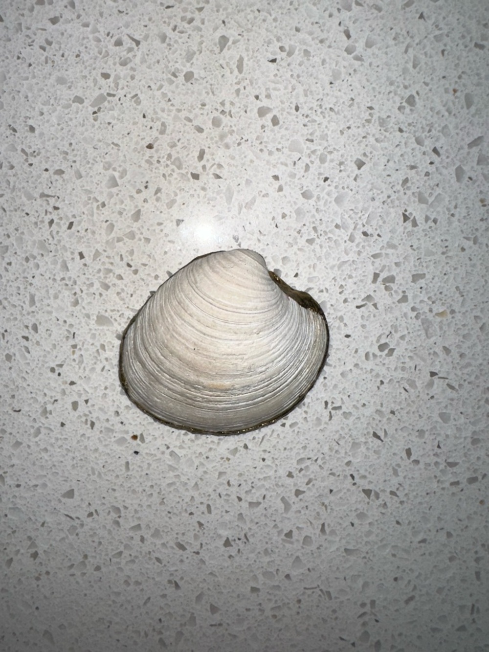 Mini decoupage shell - Picture 4 of 4